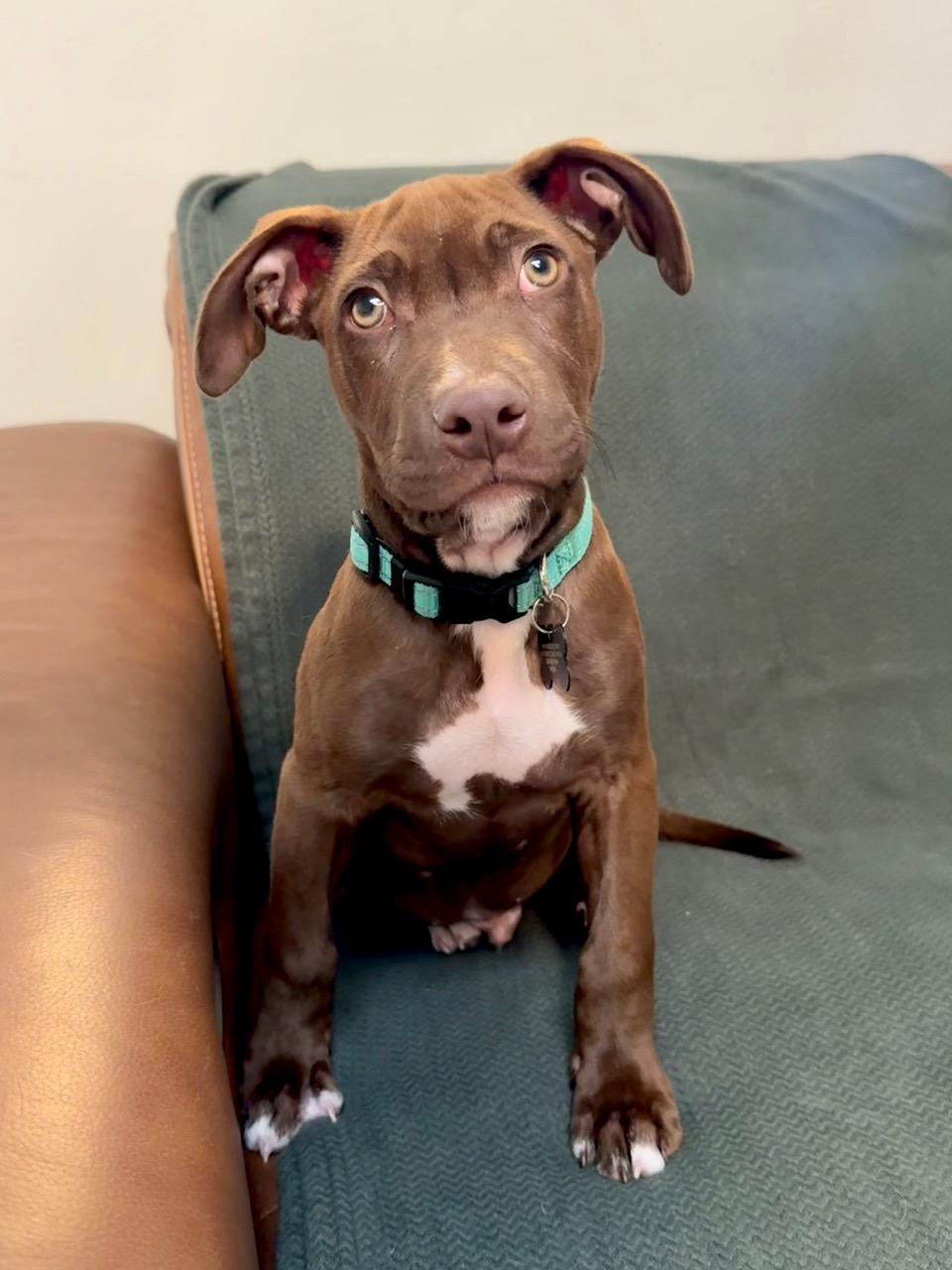 Enlarge Luca, a Adoptable Mixed Breed in Albuquerque, NM image 1/4