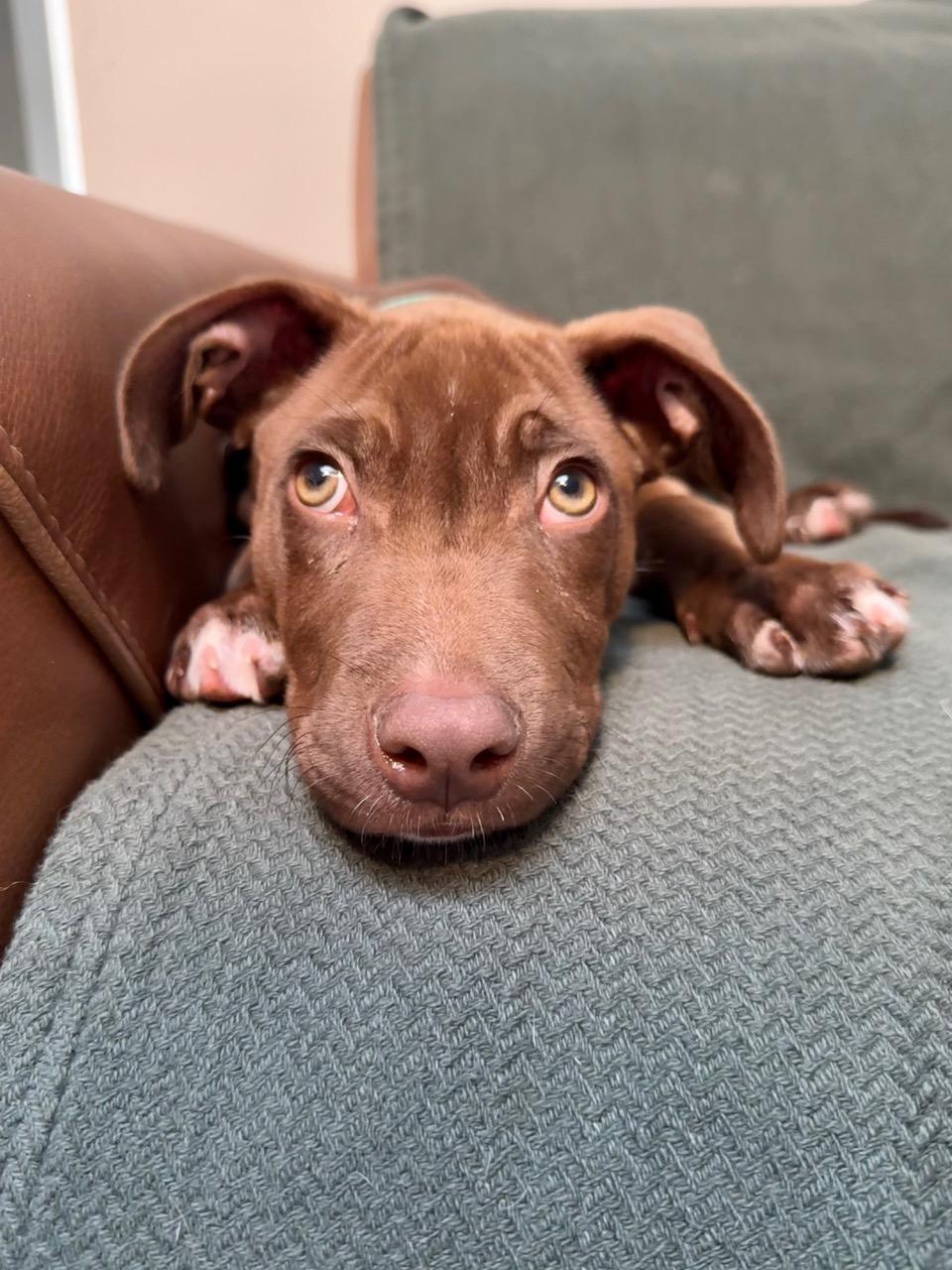 Enlarge Luca, a Adoptable Mixed Breed in Albuquerque, NM image 3/4
