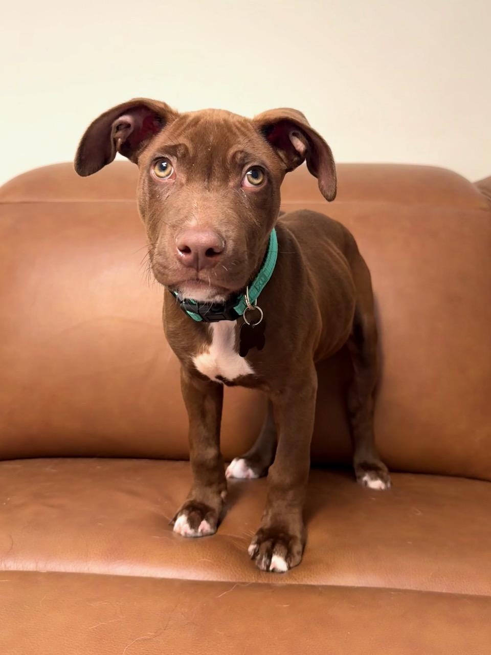 Enlarge Luca, a Adoptable Mixed Breed in Albuquerque, NM image 4/4