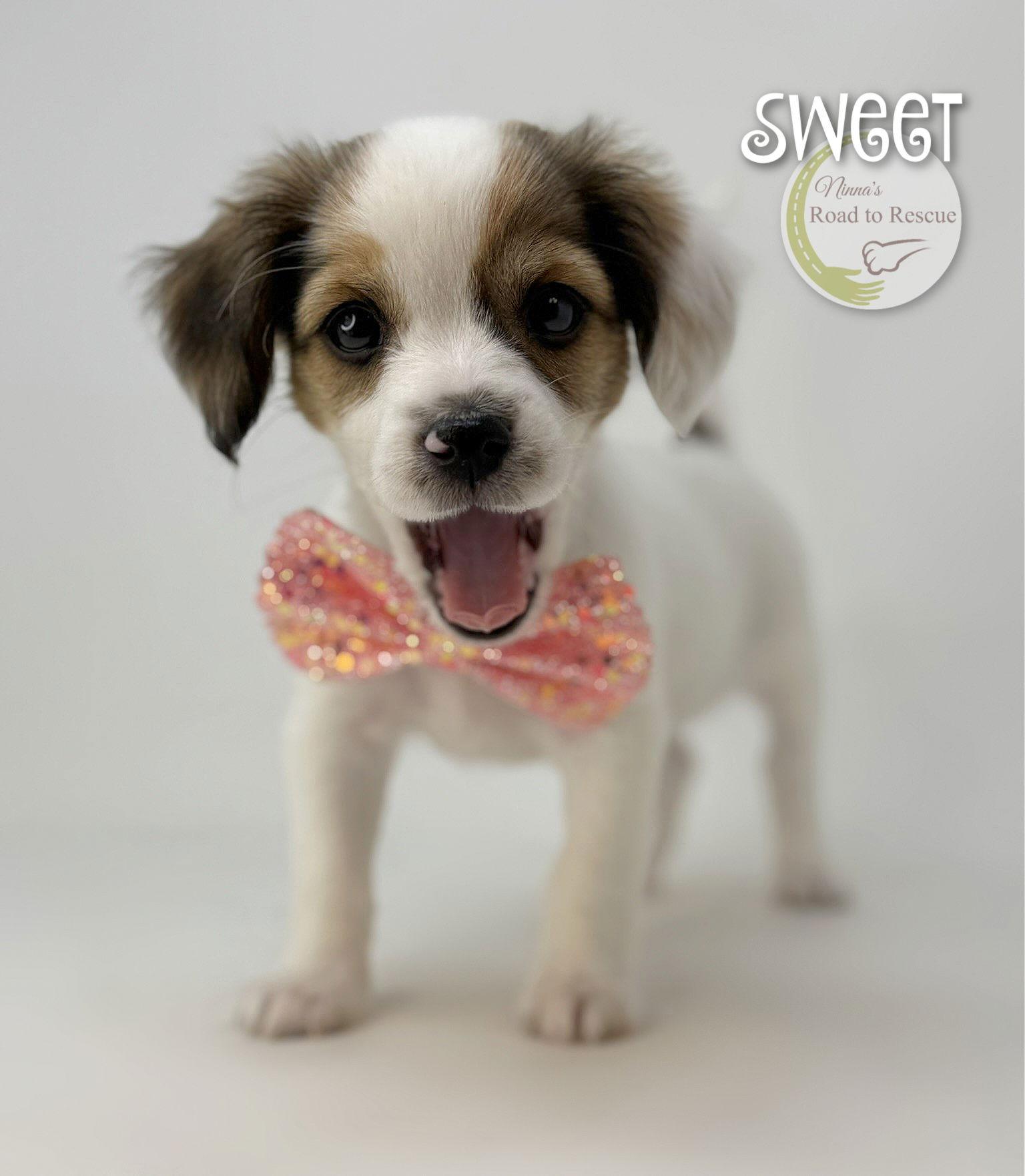 Enlarge Sweet (READ THOROUGHLY), a Adopted Cockapoo in Benton, LA image 1/2