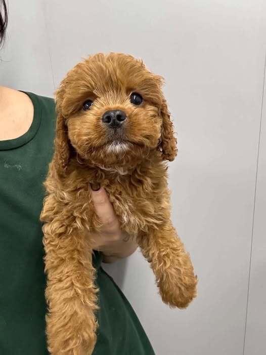 Winston (OH), Adoptable, Puppy Male Cavalier King Charles Spaniel.