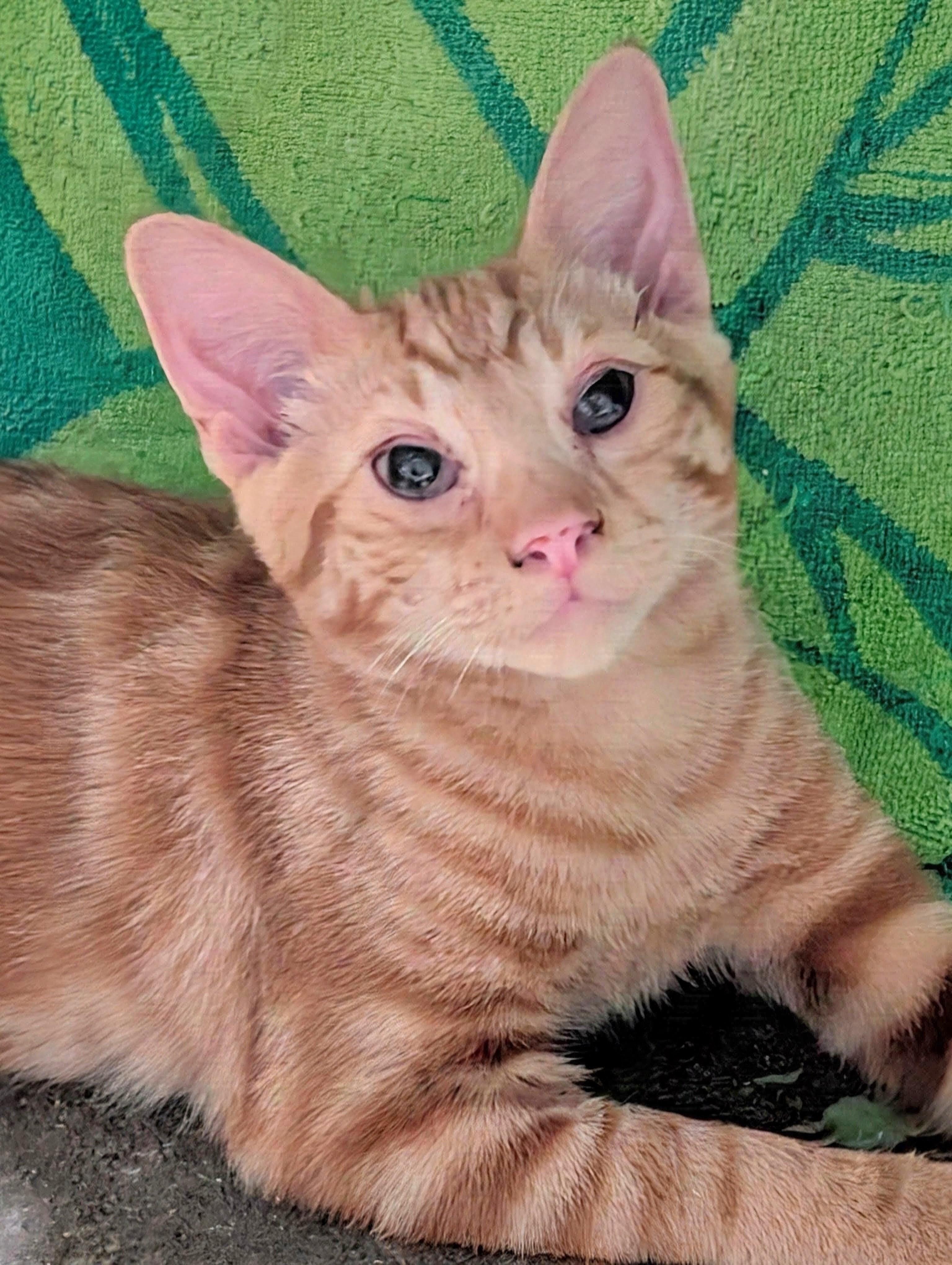 Cheese, ADOPTABLE, Kitten Male American Shorthair.