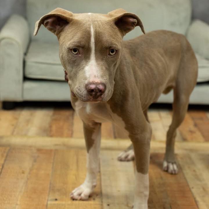 Mr. Horton, Adoptable, Young Male Pit Bull Terrier.