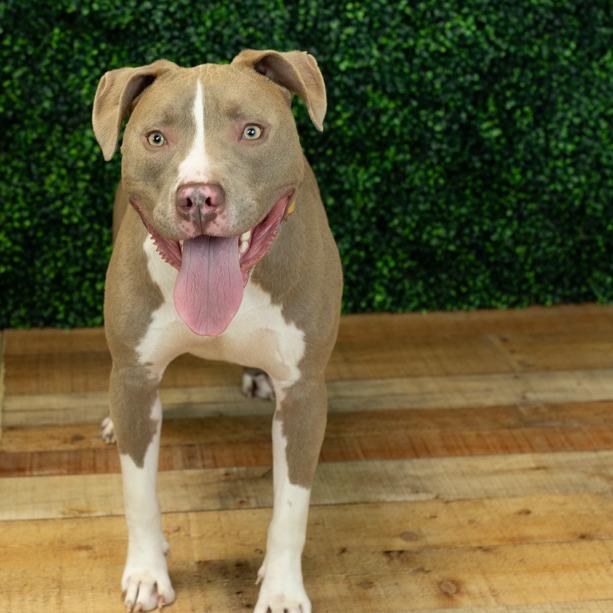 Enlarge Mr. Horton, a Adoptable mixed breed in East Saint Louis, IL image 2/6