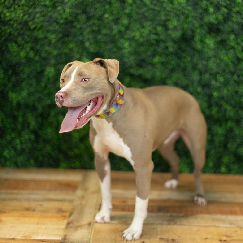 Enlarge Mr. Horton, a Adoptable mixed breed in East Saint Louis, IL image 3/6