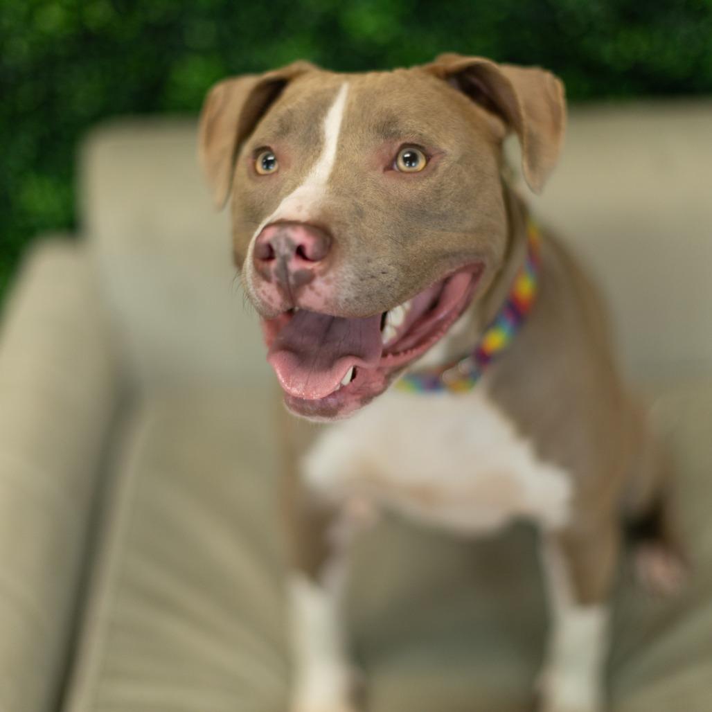 Enlarge Mr. Horton, a Adoptable mixed breed in East Saint Louis, IL image 1/6