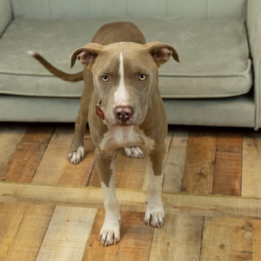 Enlarge Mr. Horton, a Adoptable Pit Bull Terrier in East Saint Louis, IL image 2/3