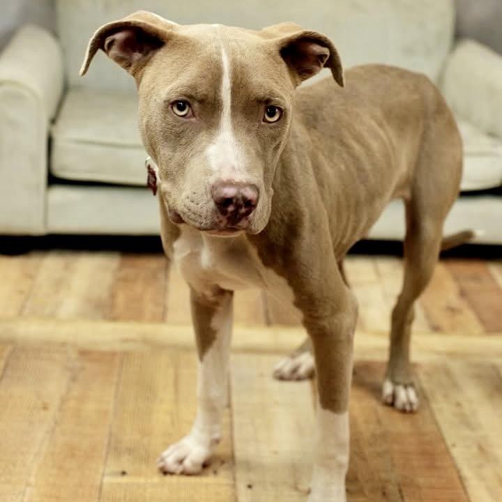 Enlarge Mr. Horton, a Adoptable Pit Bull Terrier in East Saint Louis, IL image 1/5