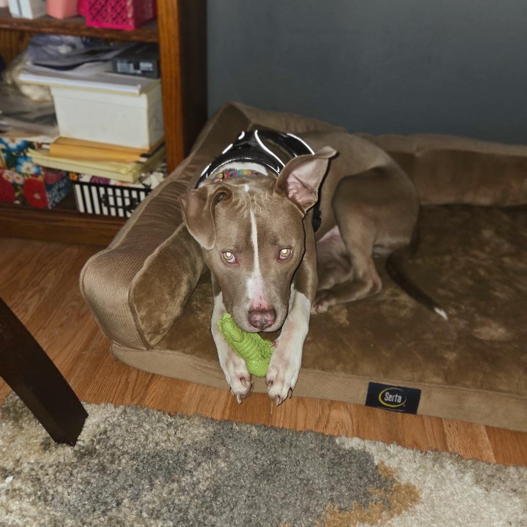 Enlarge Mr. Horton, a Adoptable Pit Bull Terrier in East Saint Louis, IL image 2/5