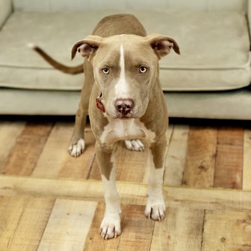 Enlarge Mr. Horton, a Adoptable Pit Bull Terrier in East Saint Louis, IL image 3/5