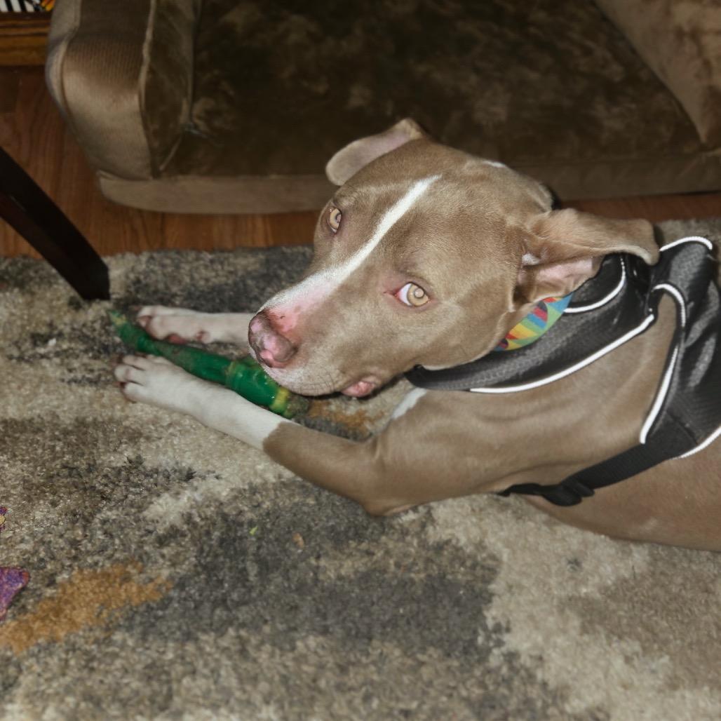 Enlarge Mr. Horton, a Adoptable Pit Bull Terrier in East Saint Louis, IL image 4/5