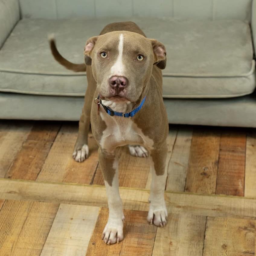 Enlarge Mr. Horton, a Adoptable Pit Bull Terrier in East Saint Louis, IL image 3/3