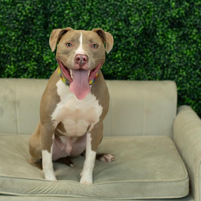 Enlarge Mr. Horton, a Adoptable mixed breed in East Saint Louis, IL image 6/6