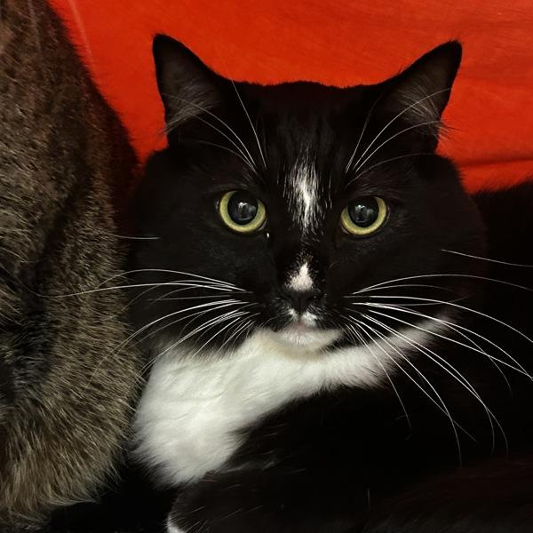 Enlarge Button, a Adoptable mixed breed in Oakland, CA image 1/2