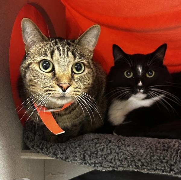 Enlarge Button, a Adoptable mixed breed in Oakland, CA image 2/2