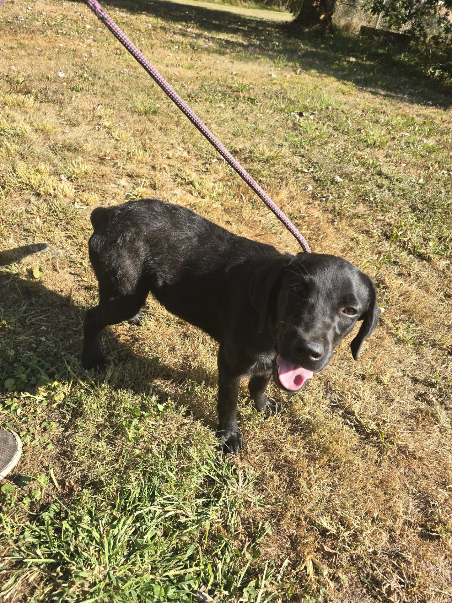 Luke, Adoptable, Young Male Labrador Retriever.