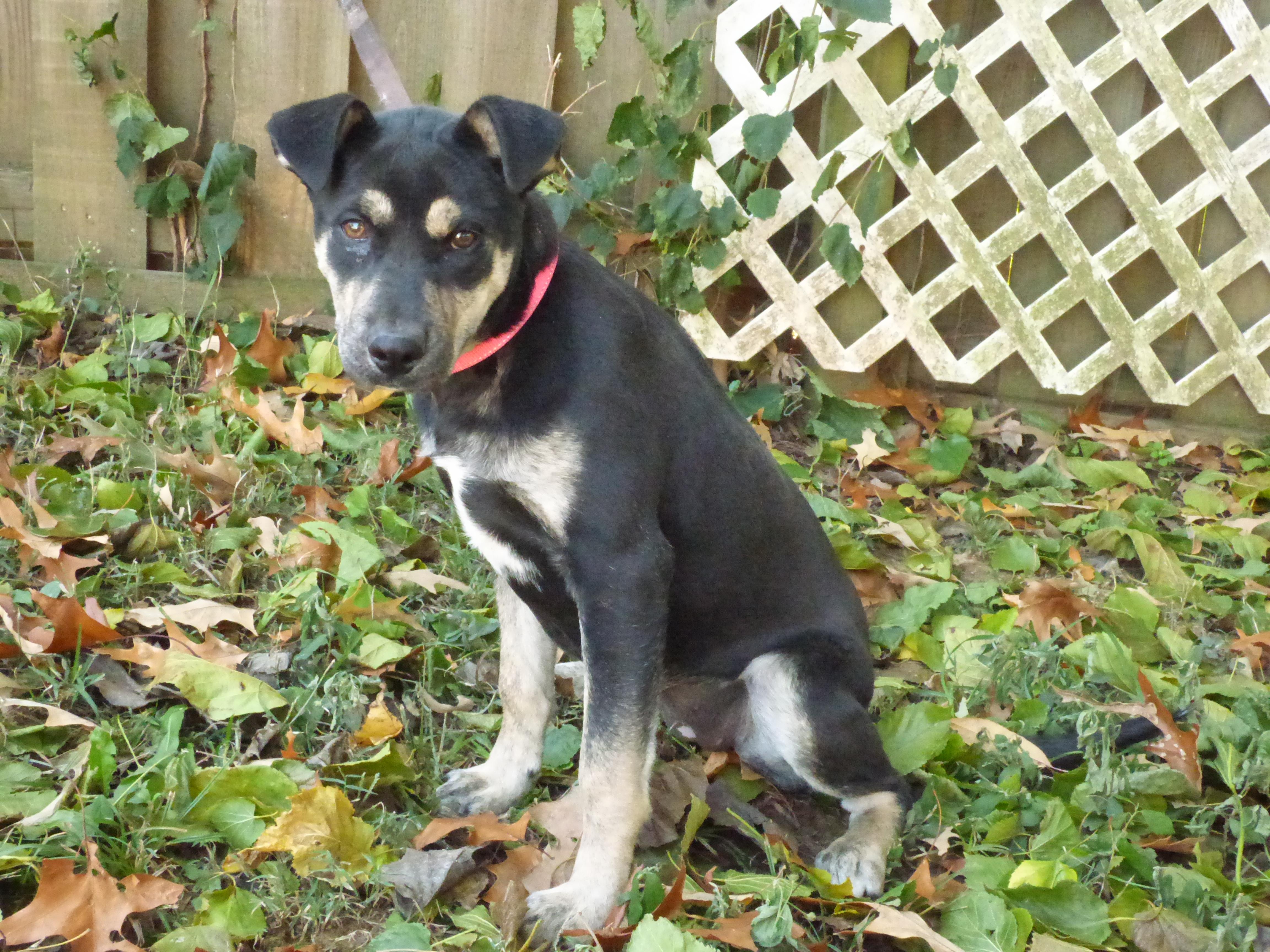 Enlarge Greta, a Adoptable mixed breed in Southington, CT image 1/5