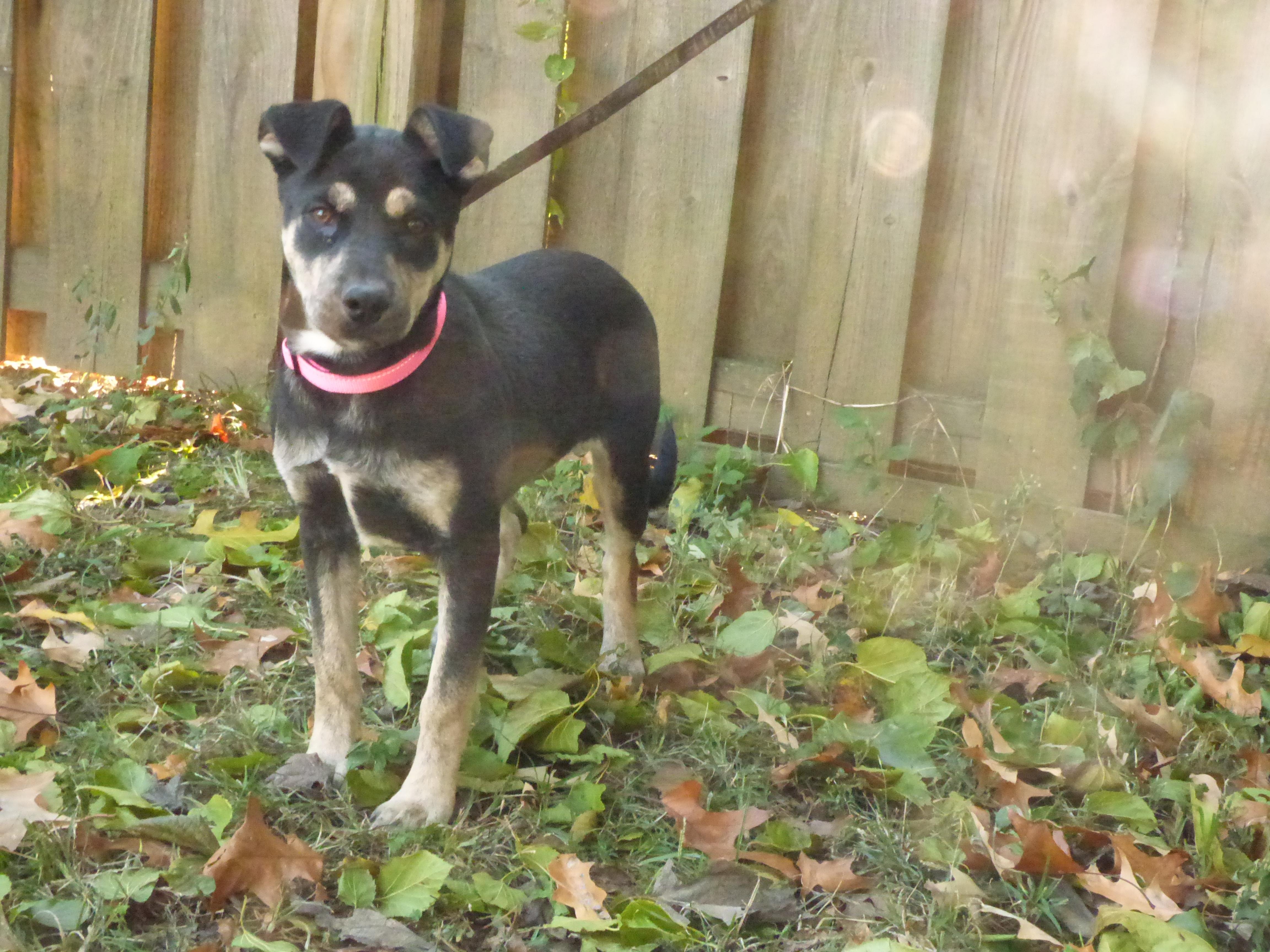 Enlarge Greta, a Adoptable mixed breed in Southington, CT image 3/5