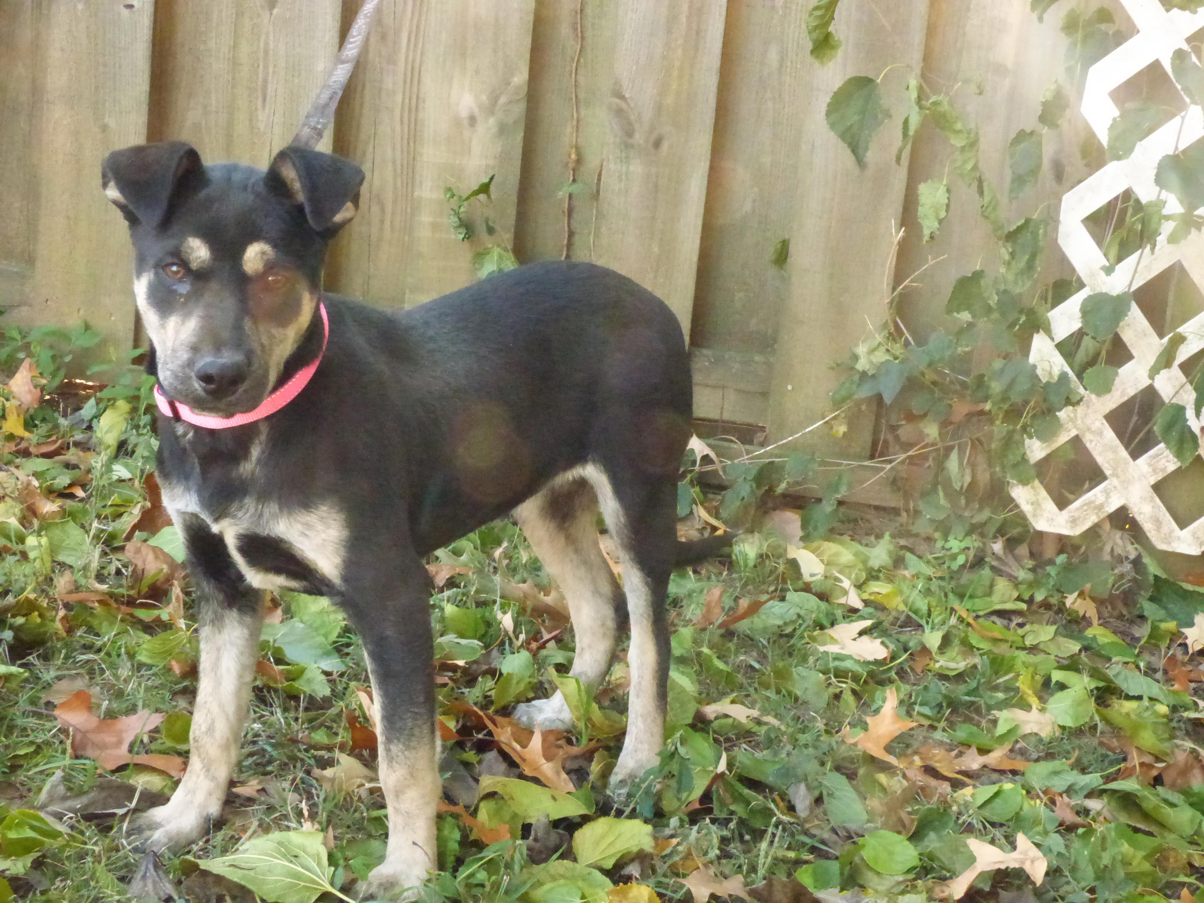 Enlarge Greta, a Adoptable mixed breed in Southington, CT image 4/5