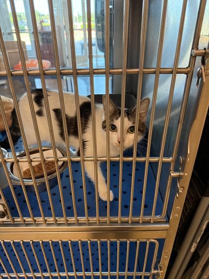 Minuet, Adoptable, Young Female Domestic Short Hair & Domestic Short Hair.