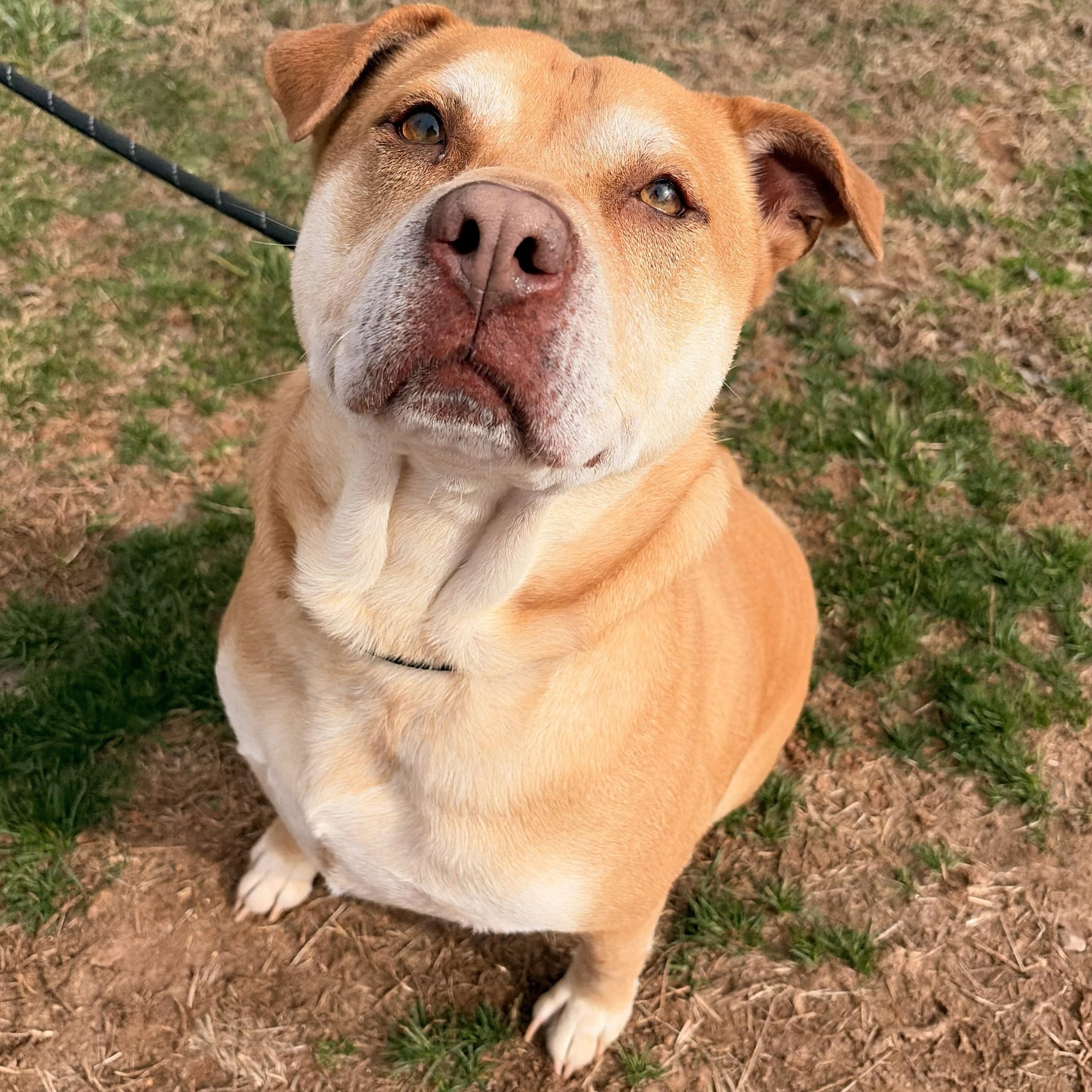Enlarge JR, a ADOPTABLE mixed breed in Franklin, NC image 3/5