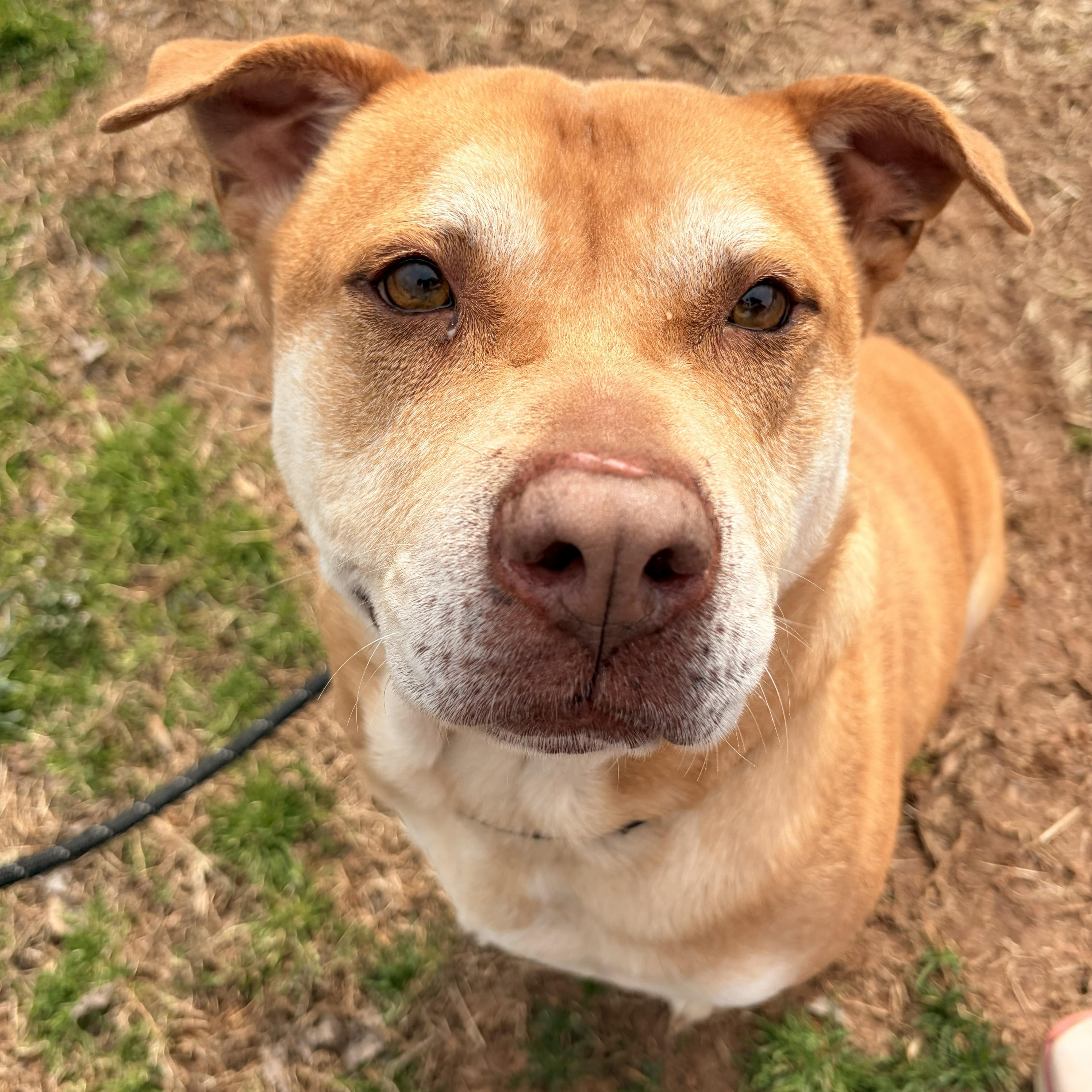 Enlarge JR, a ADOPTABLE mixed breed in Franklin, NC image 4/5
