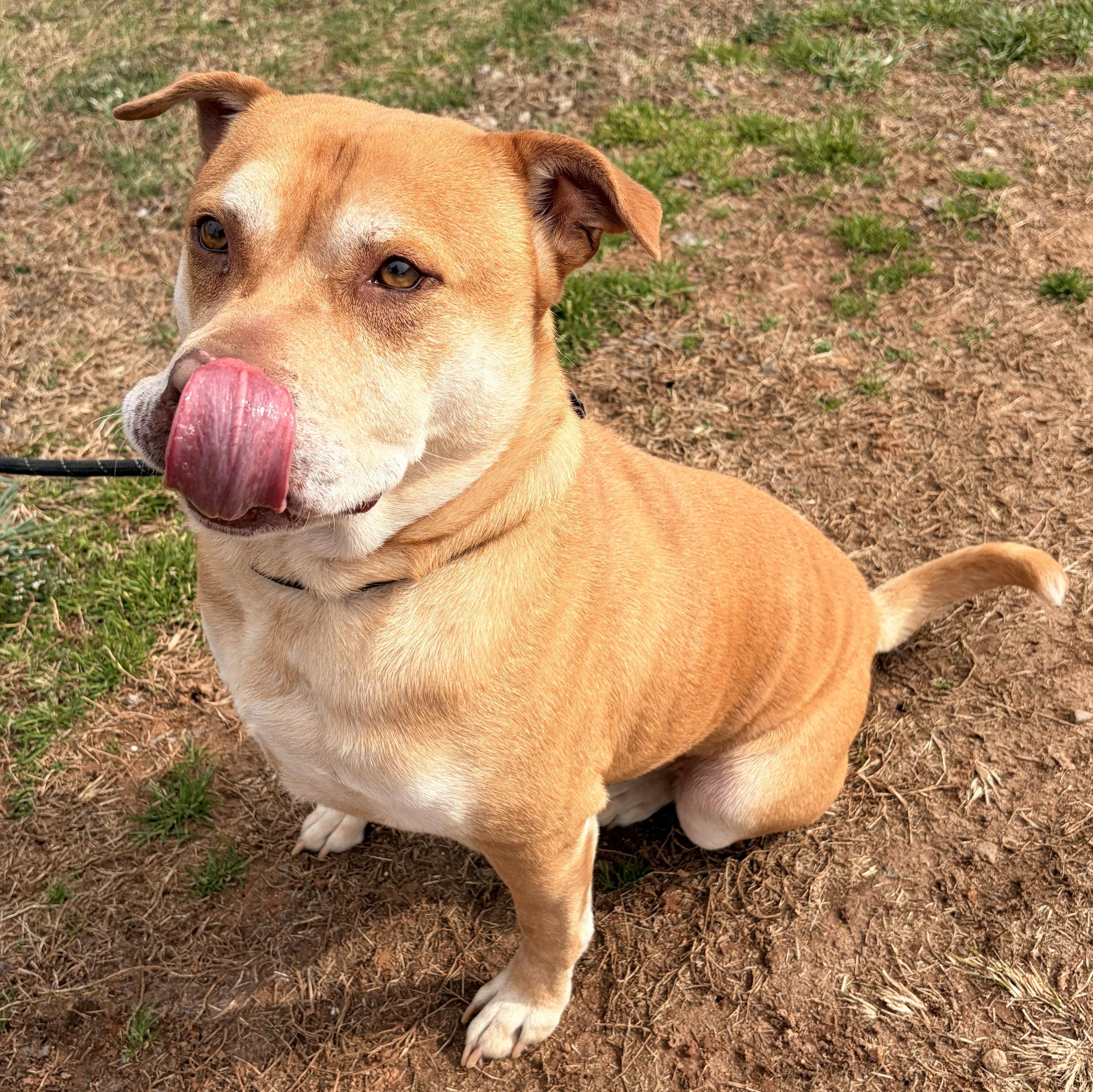 Enlarge JR, a ADOPTABLE mixed breed in Franklin, NC image 2/5