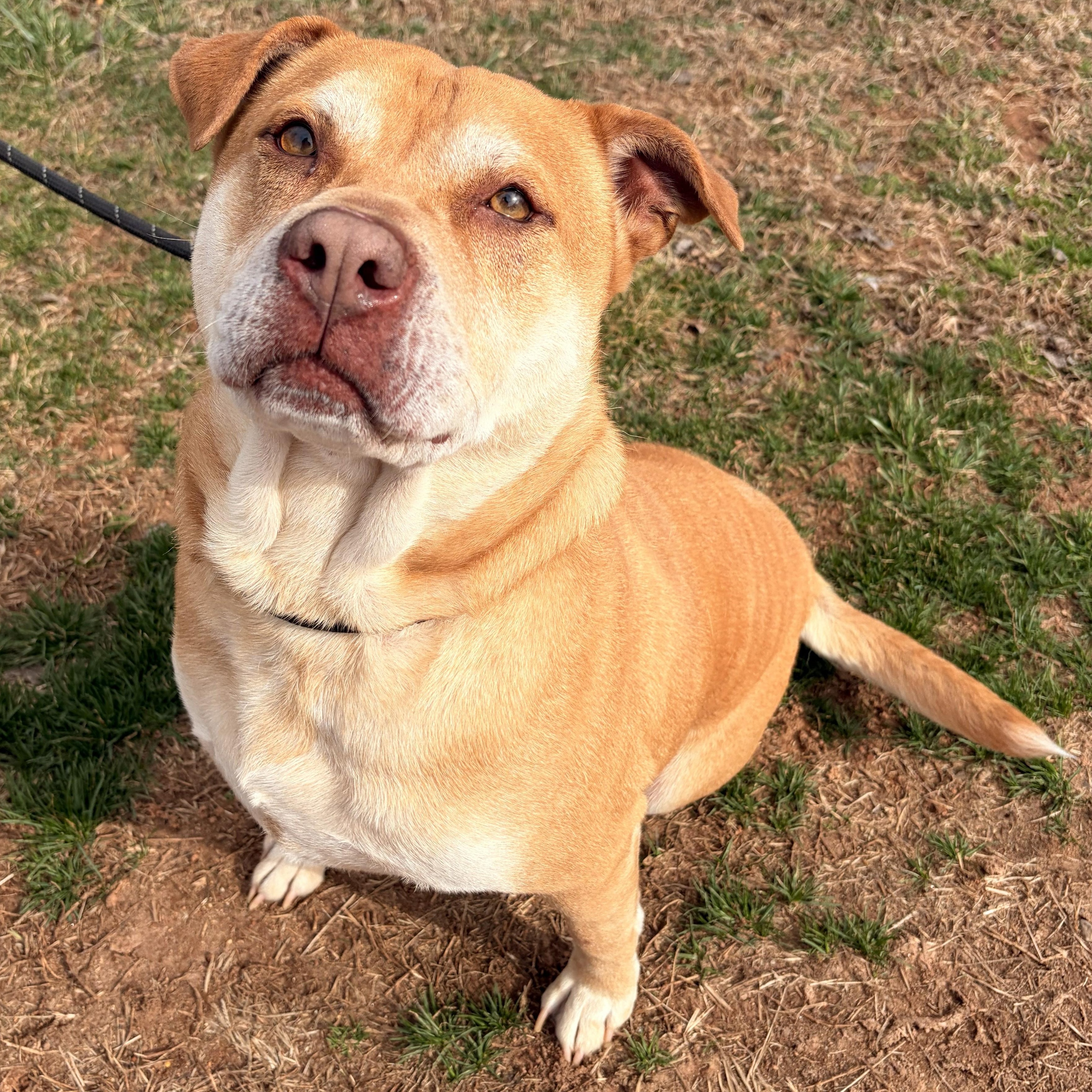 Enlarge JR, a ADOPTABLE mixed breed in Franklin, NC image 1/5