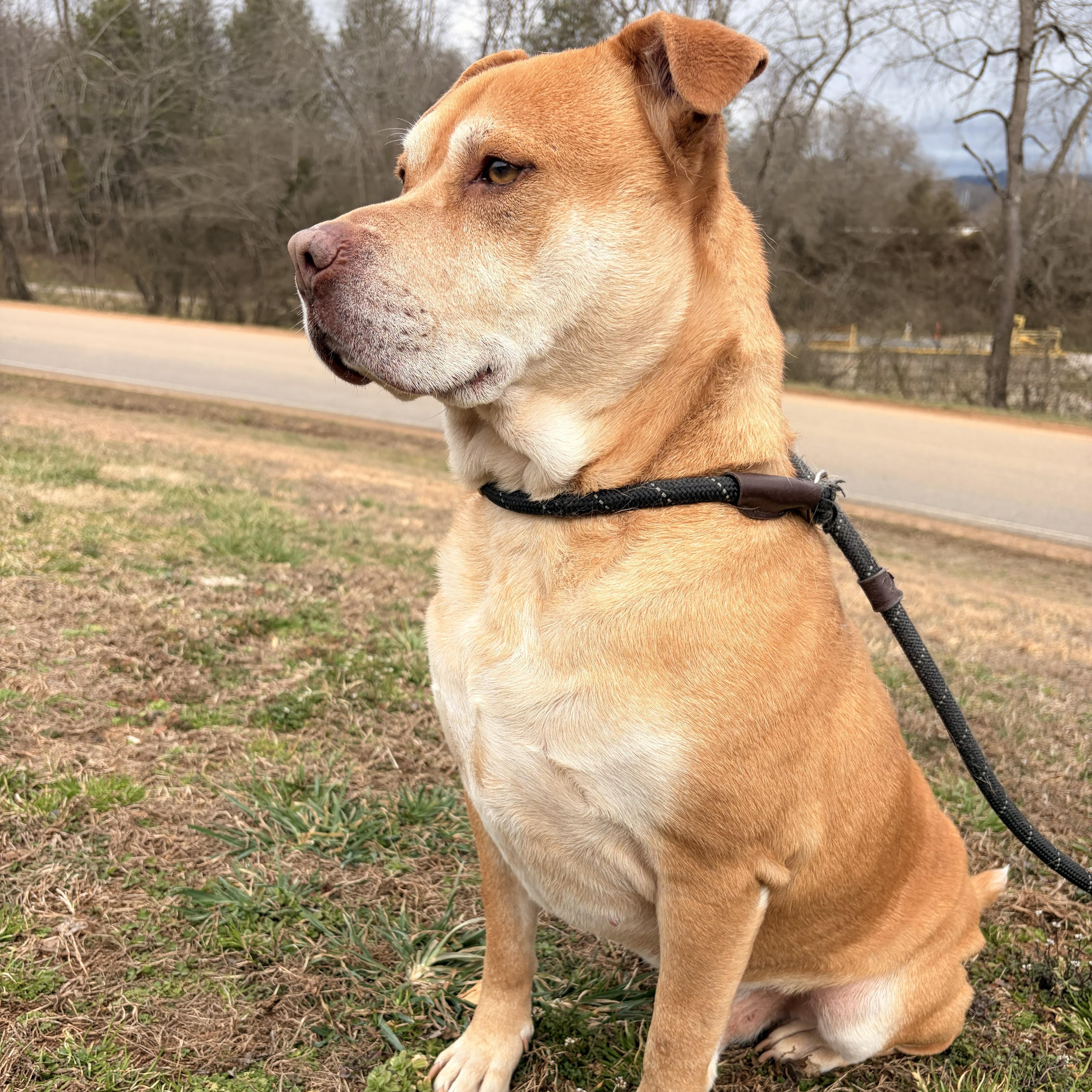 Enlarge JR, a ADOPTABLE mixed breed in Franklin, NC image 5/5
