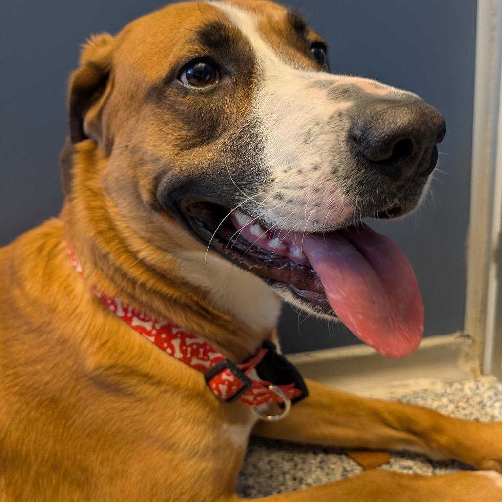 Roux, Adoptable, Adult Female Shepherd & Boxer.