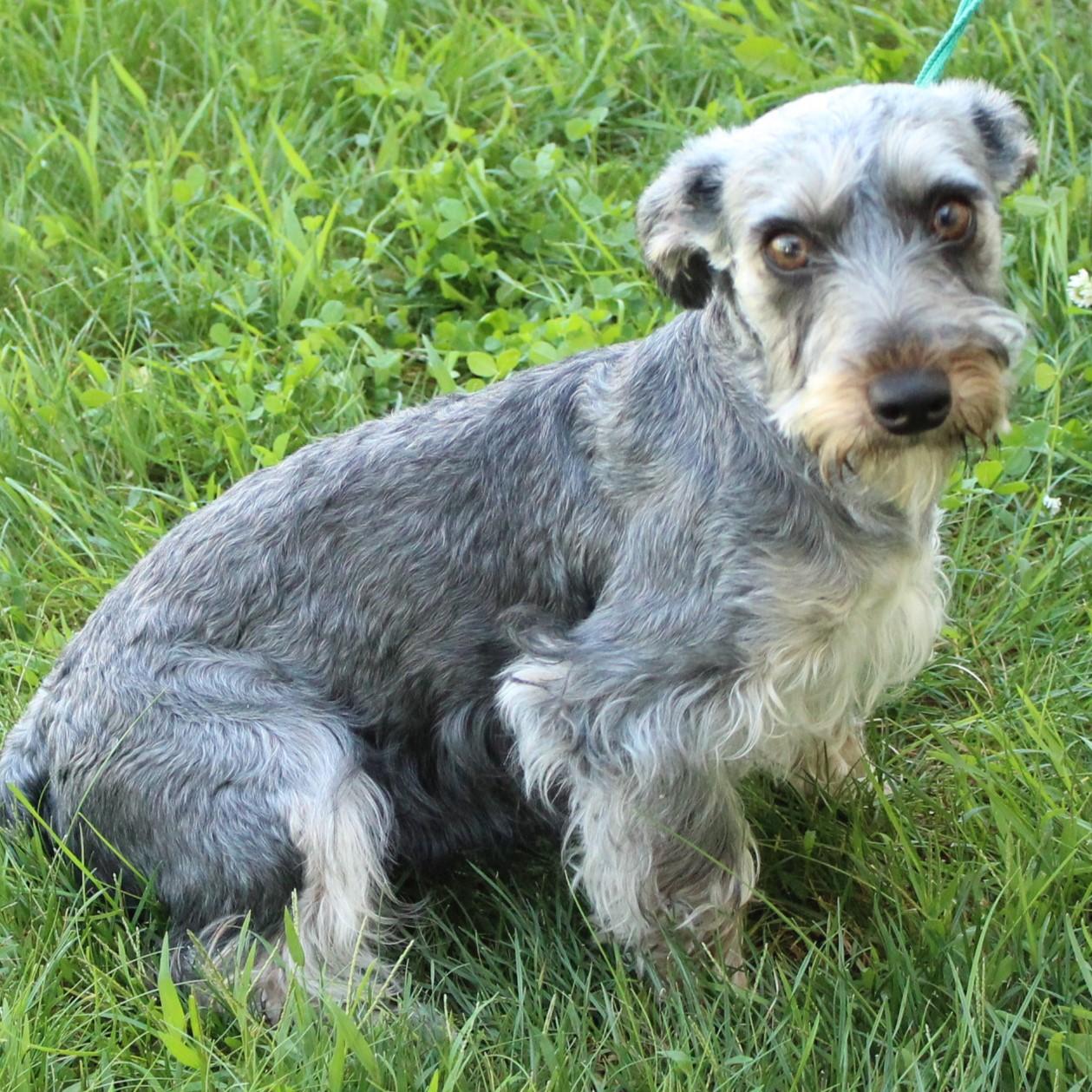 Arabella, an adopted mixed breed in Eaton, OH image 2/6