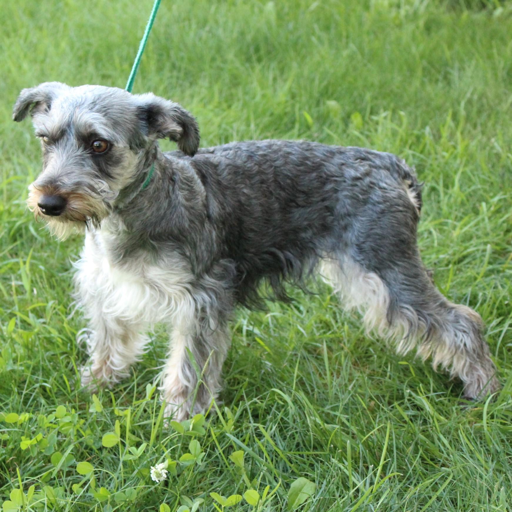 Arabella, an adopted mixed breed in Eaton, OH image 6/6