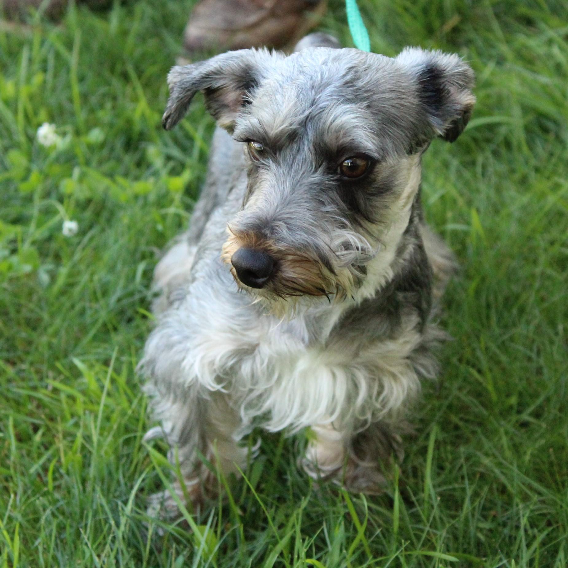 Arabella, adopted, Young Female Schnauzer & Poodle.