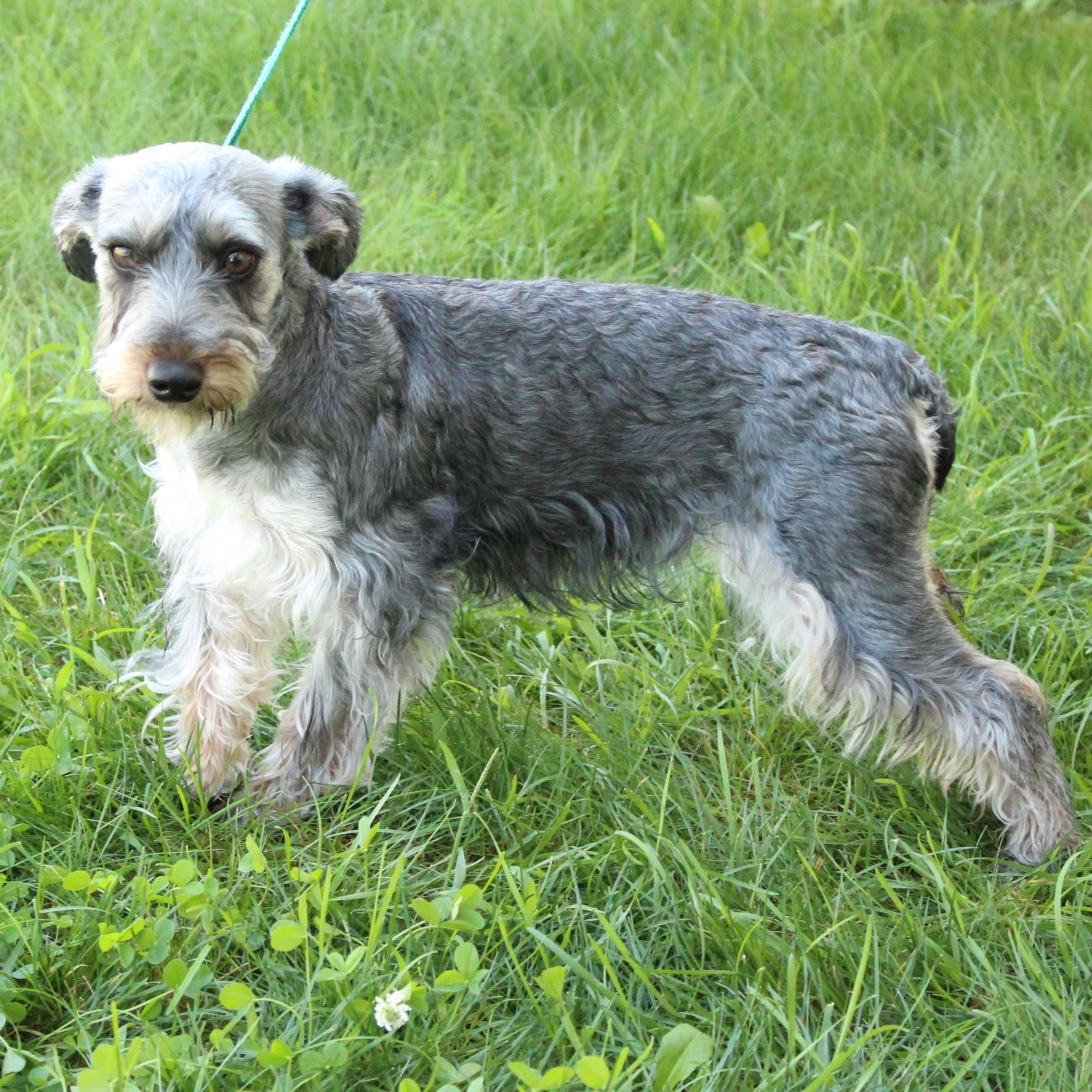 Arabella, an adopted mixed breed in Eaton, OH image 5/6