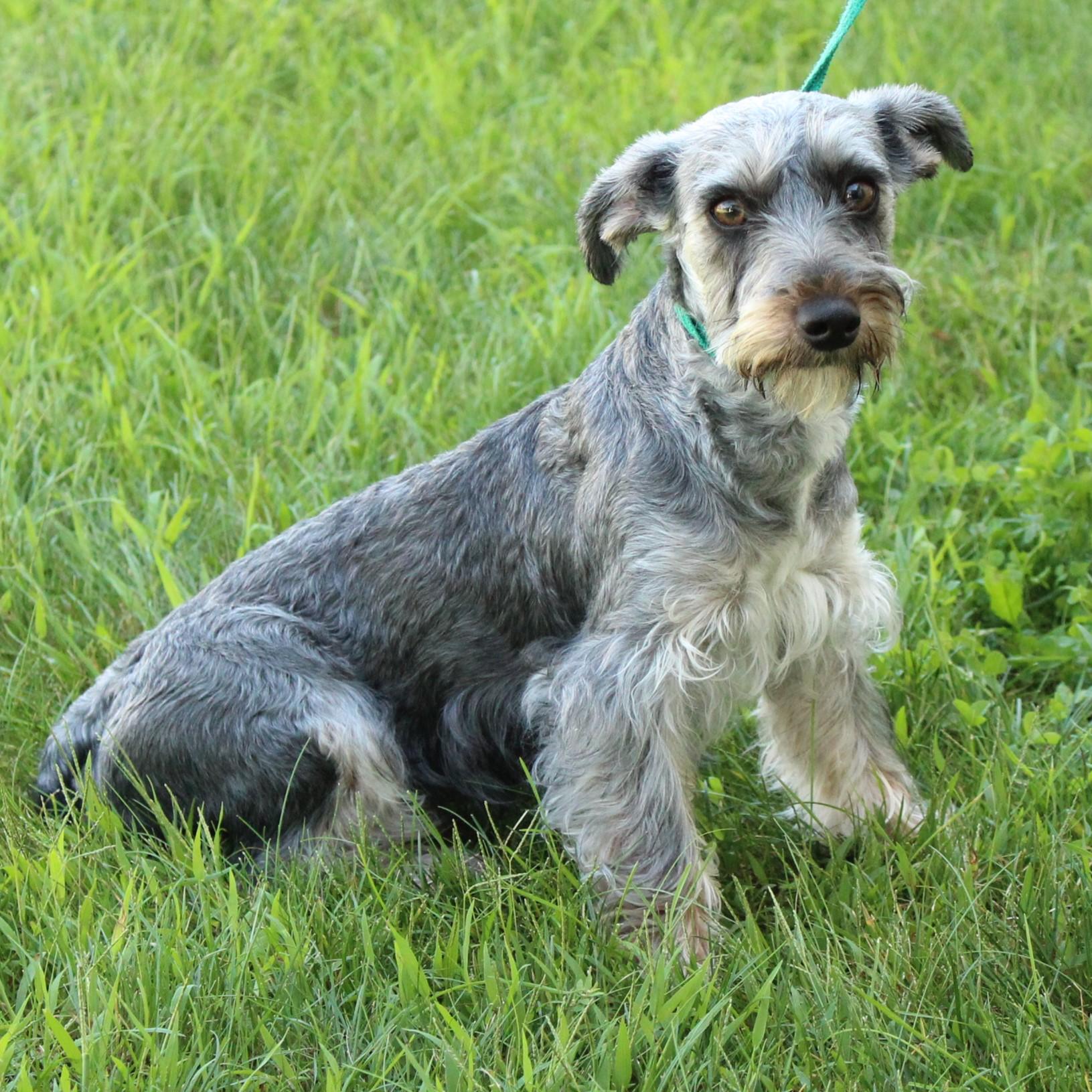 Arabella, an adopted mixed breed in Eaton, OH image 4/6