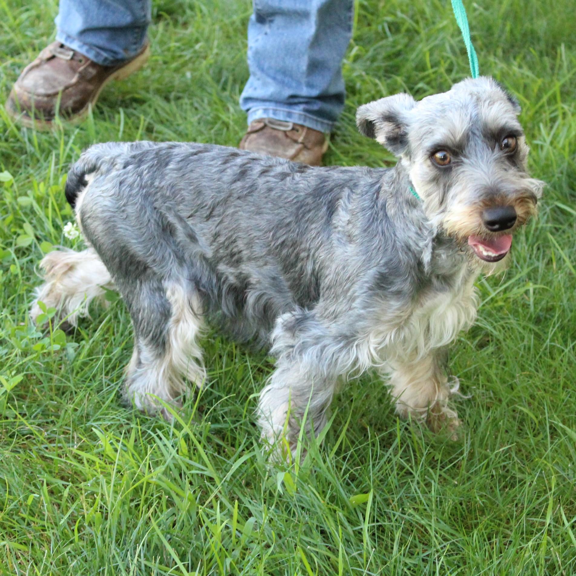 Arabella, an adopted mixed breed in Eaton, OH image 3/6