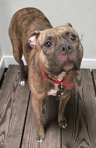 Enlarge Fanny, a ADOPTABLE Mixed Breed in Miller Beach, IN image 1/1