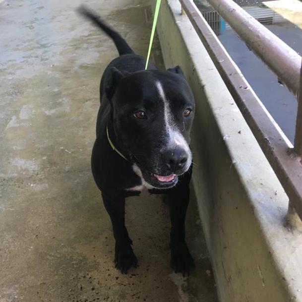 Enlarge Galilea, a Adoptable Pit Bull Terrier in San Juan, PR image 1/5