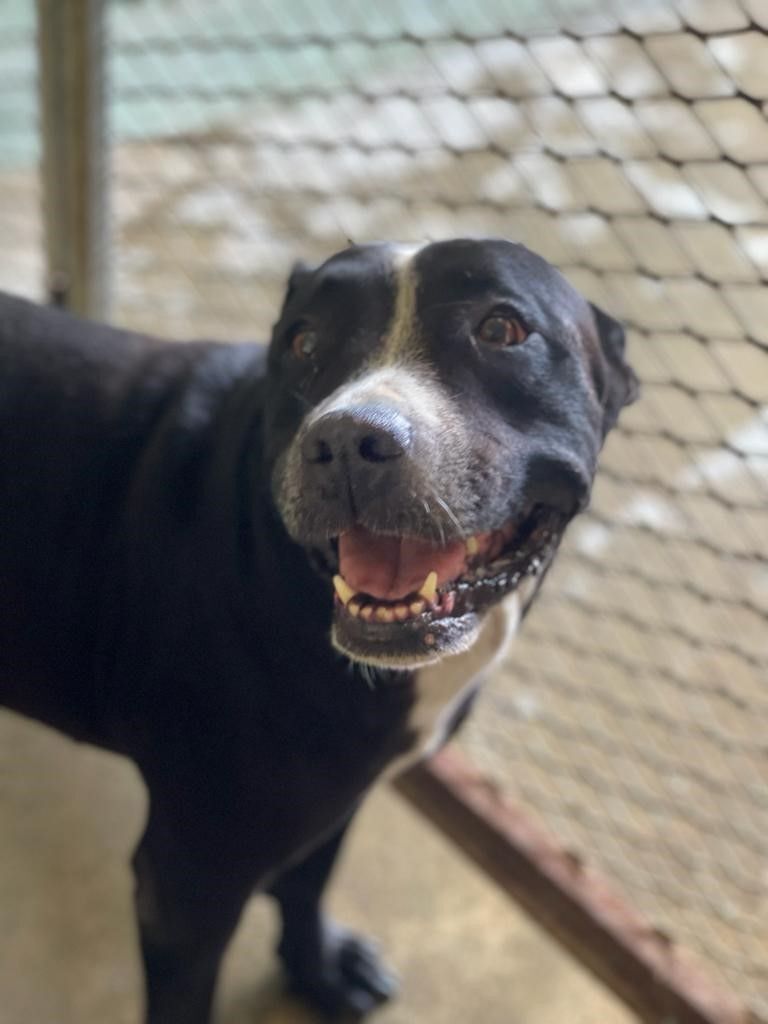 Enlarge Galilea, a Adoptable Pit Bull Terrier in San Juan, PR image 2/5