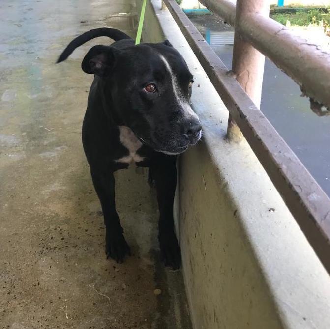 Enlarge Galilea, a Adoptable Pit Bull Terrier in San Juan, PR image 3/5