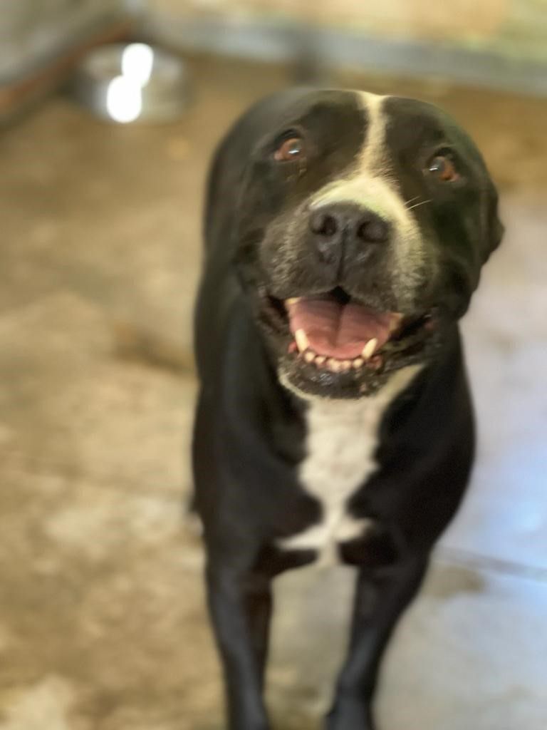 Enlarge Galilea, a Adoptable Pit Bull Terrier in San Juan, PR image 4/5