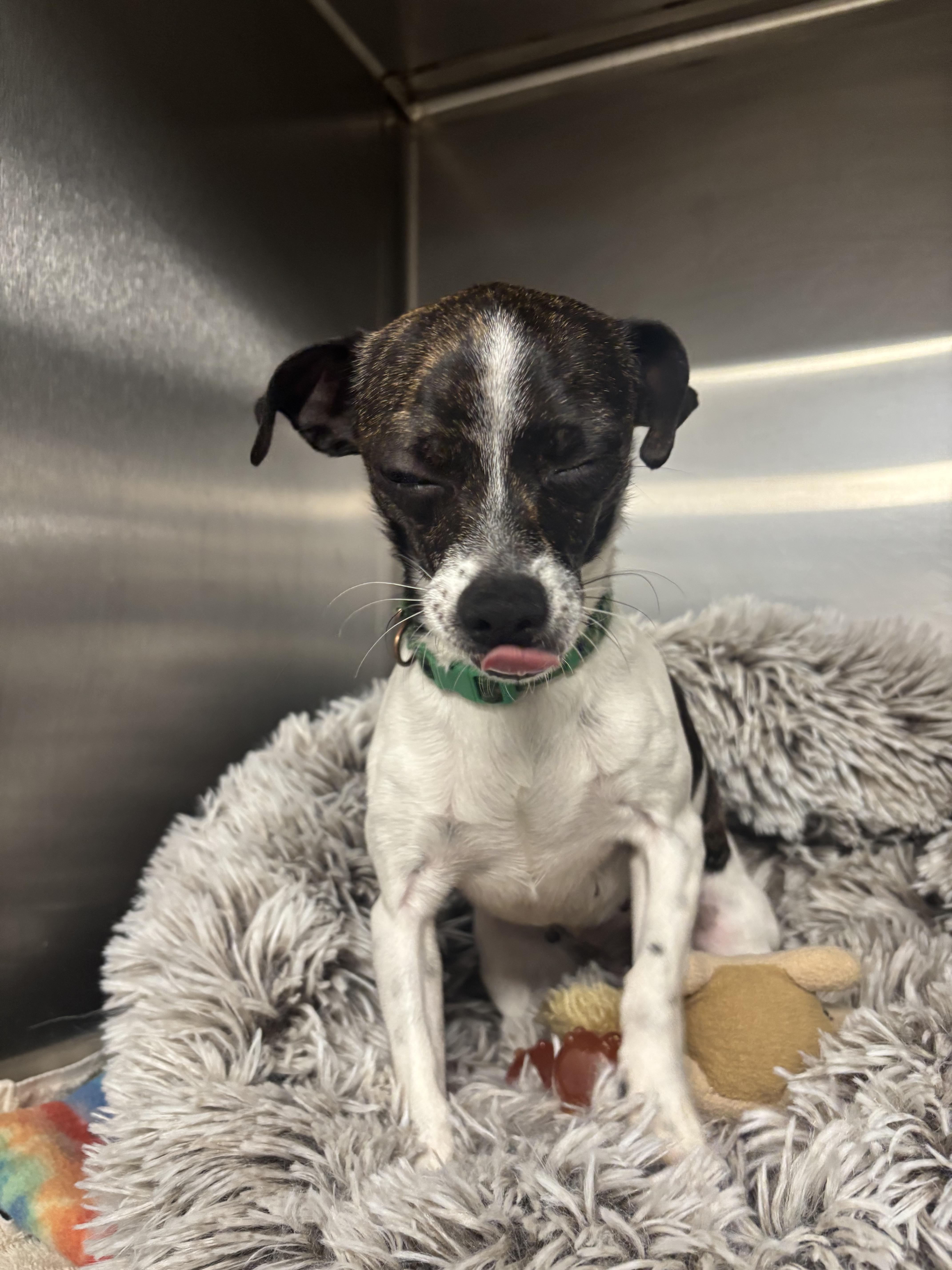 Spicy Spice, ADOPTABLE, Adult Female Chihuahua.