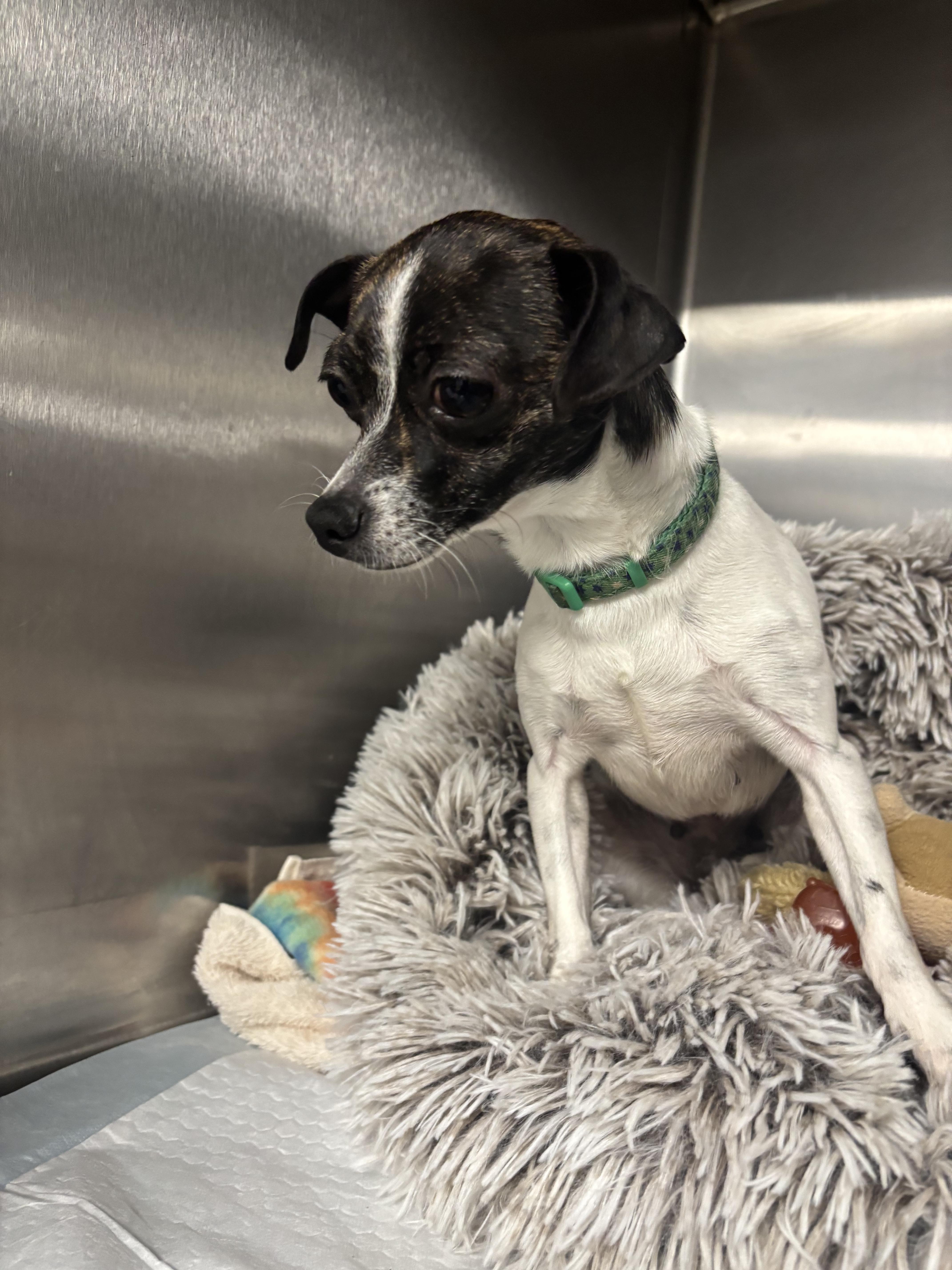 Spicy Spice, a ADOPTABLE Chihuahua in Lexington, KY image 2/2