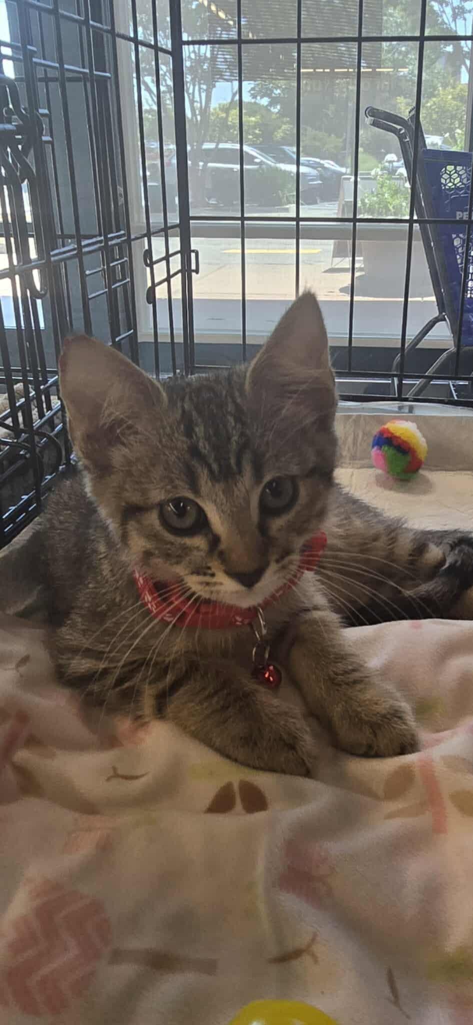 Raphael, a Adoptable Tabby in Vacaville, CA image 1/2