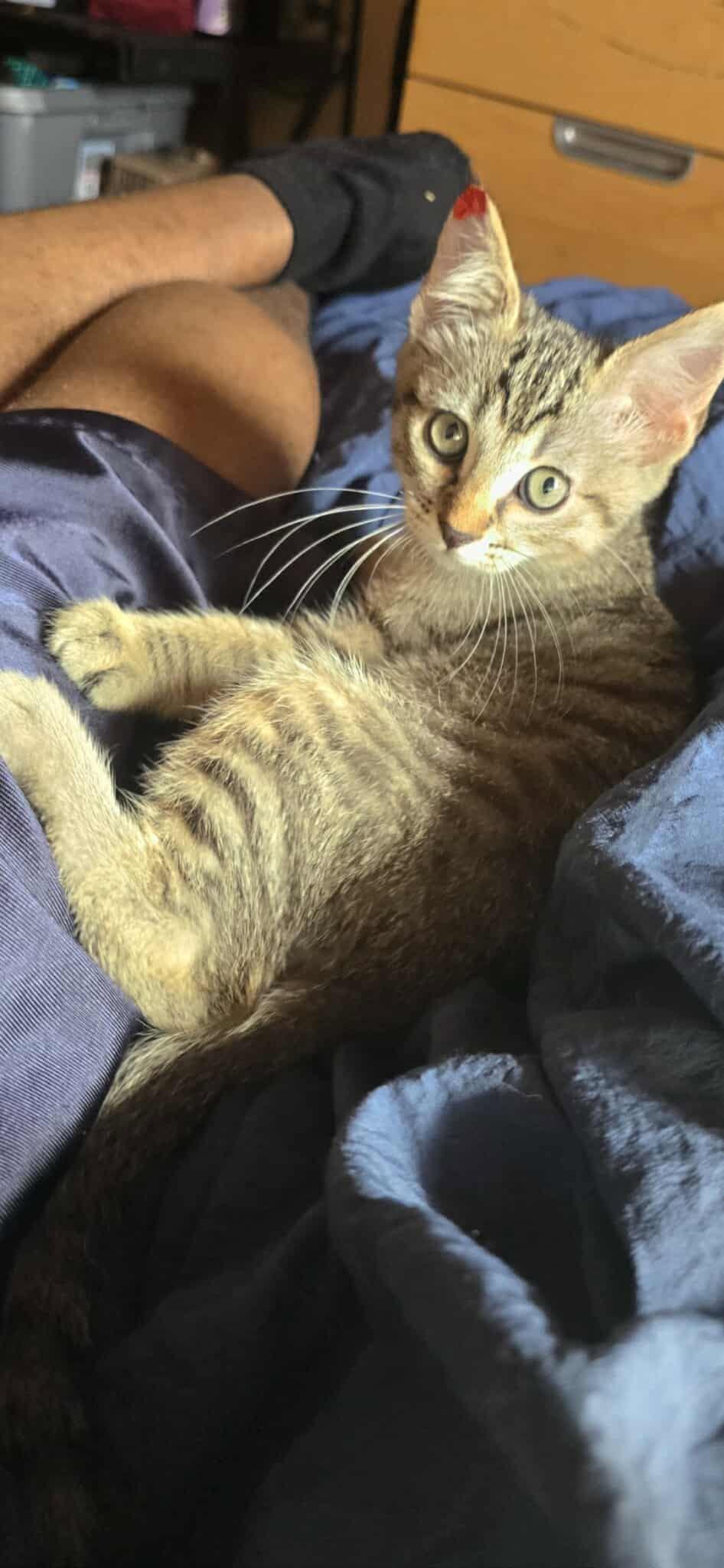 Raphael, a Adoptable Tabby in Vacaville, CA image 2/2