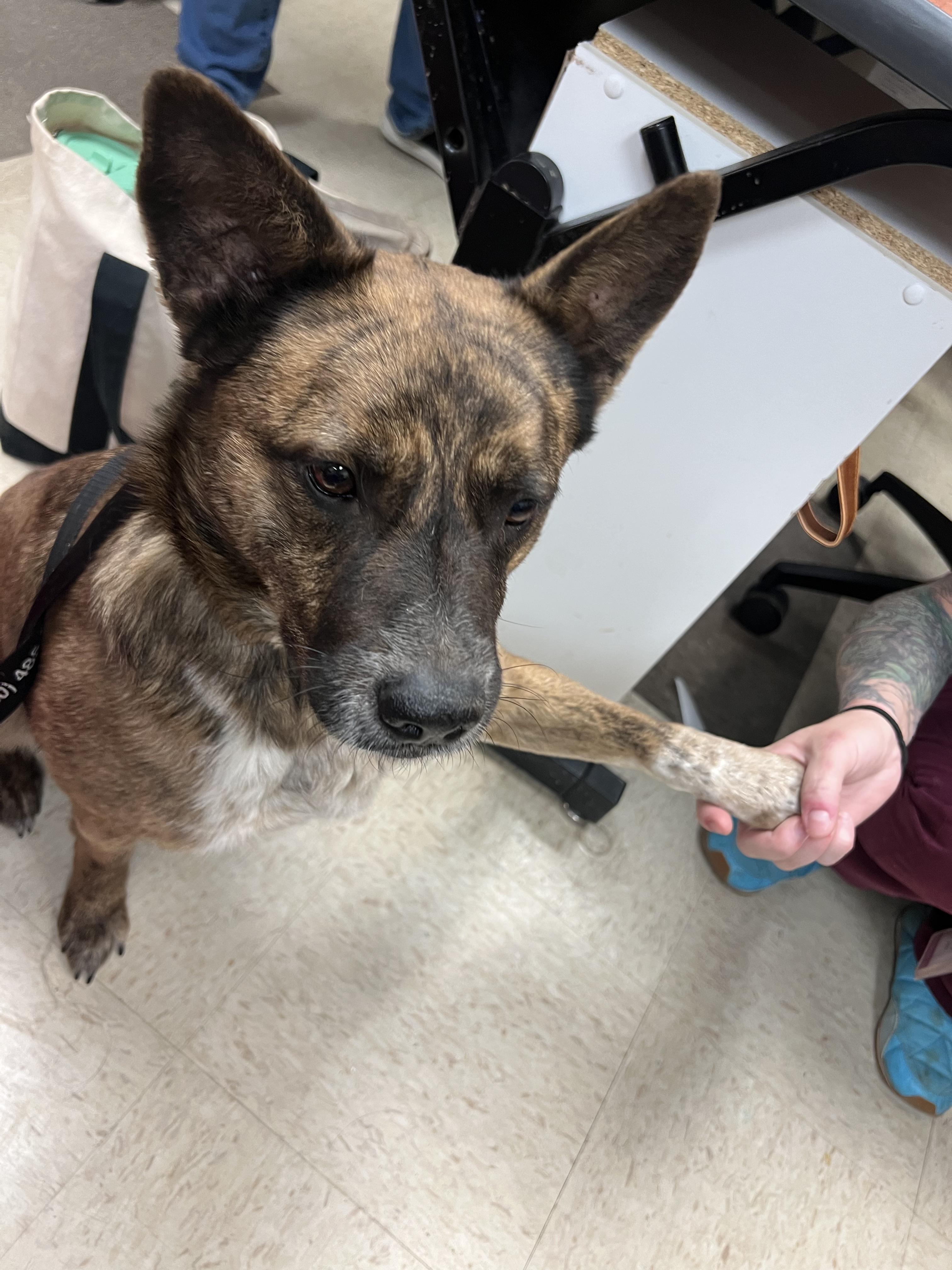 Enlarge Greta, a ADOPTABLE mixed breed in Fort Collins, CO image 2/5