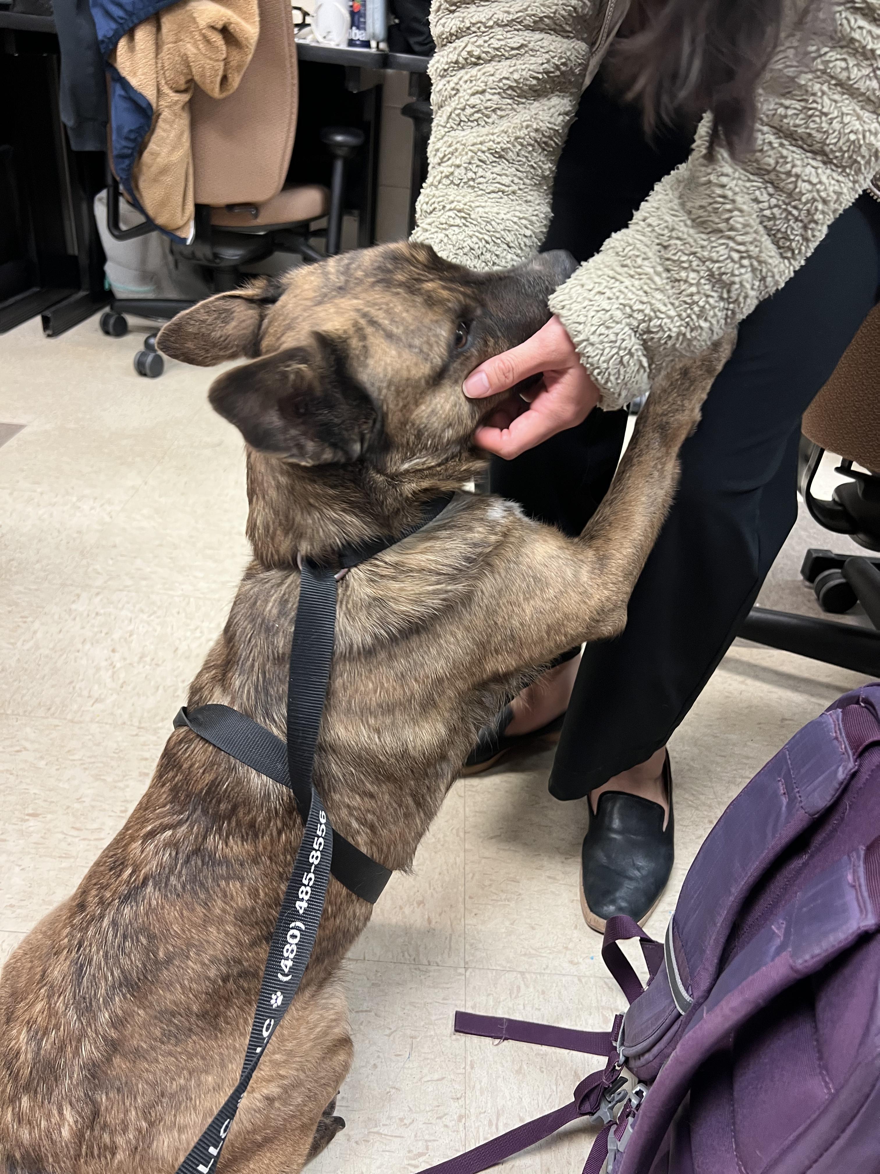 Enlarge Greta, a ADOPTABLE mixed breed in Fort Collins, CO image 3/5