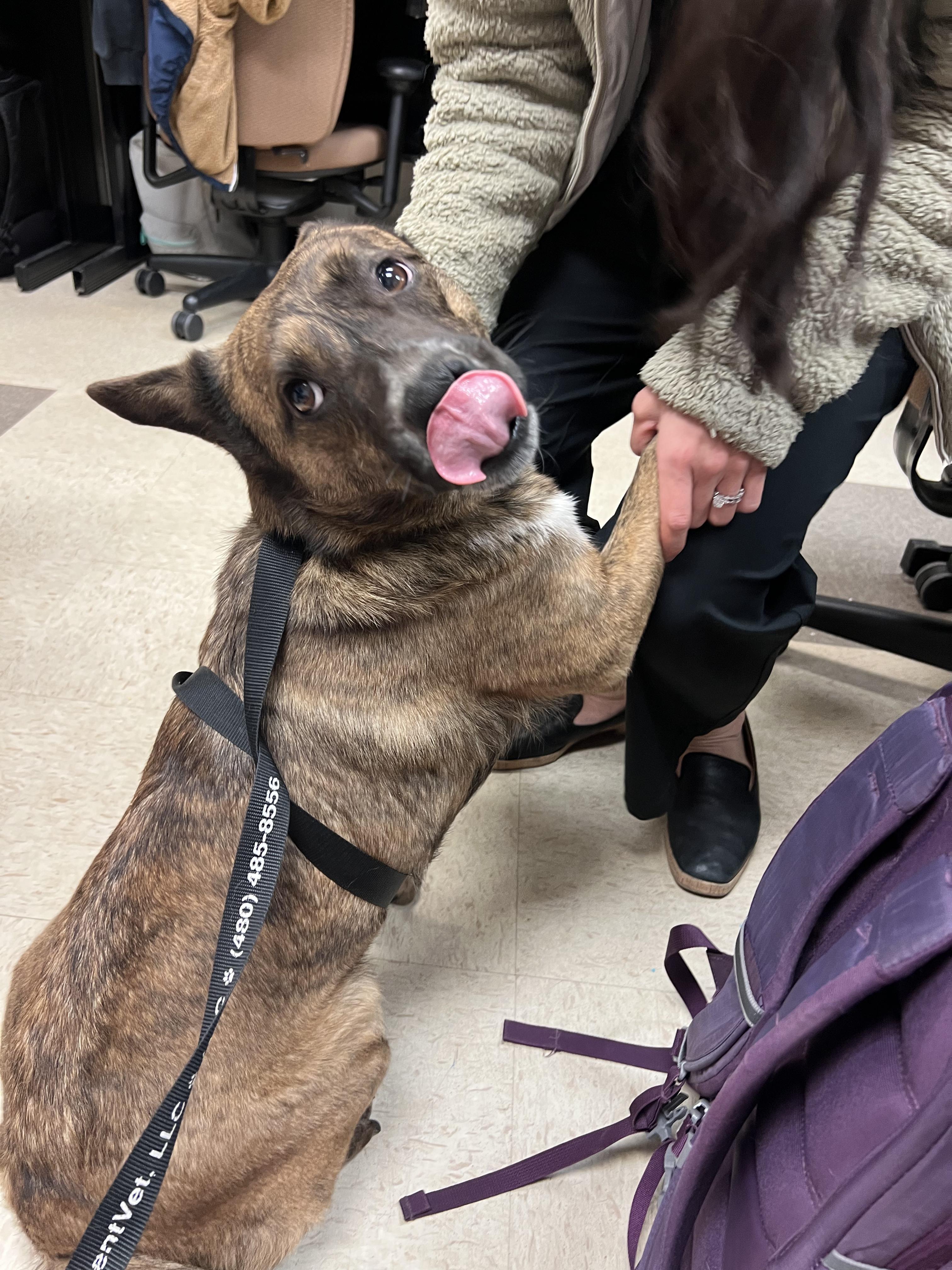 Enlarge Greta, a ADOPTABLE mixed breed in Fort Collins, CO image 4/5