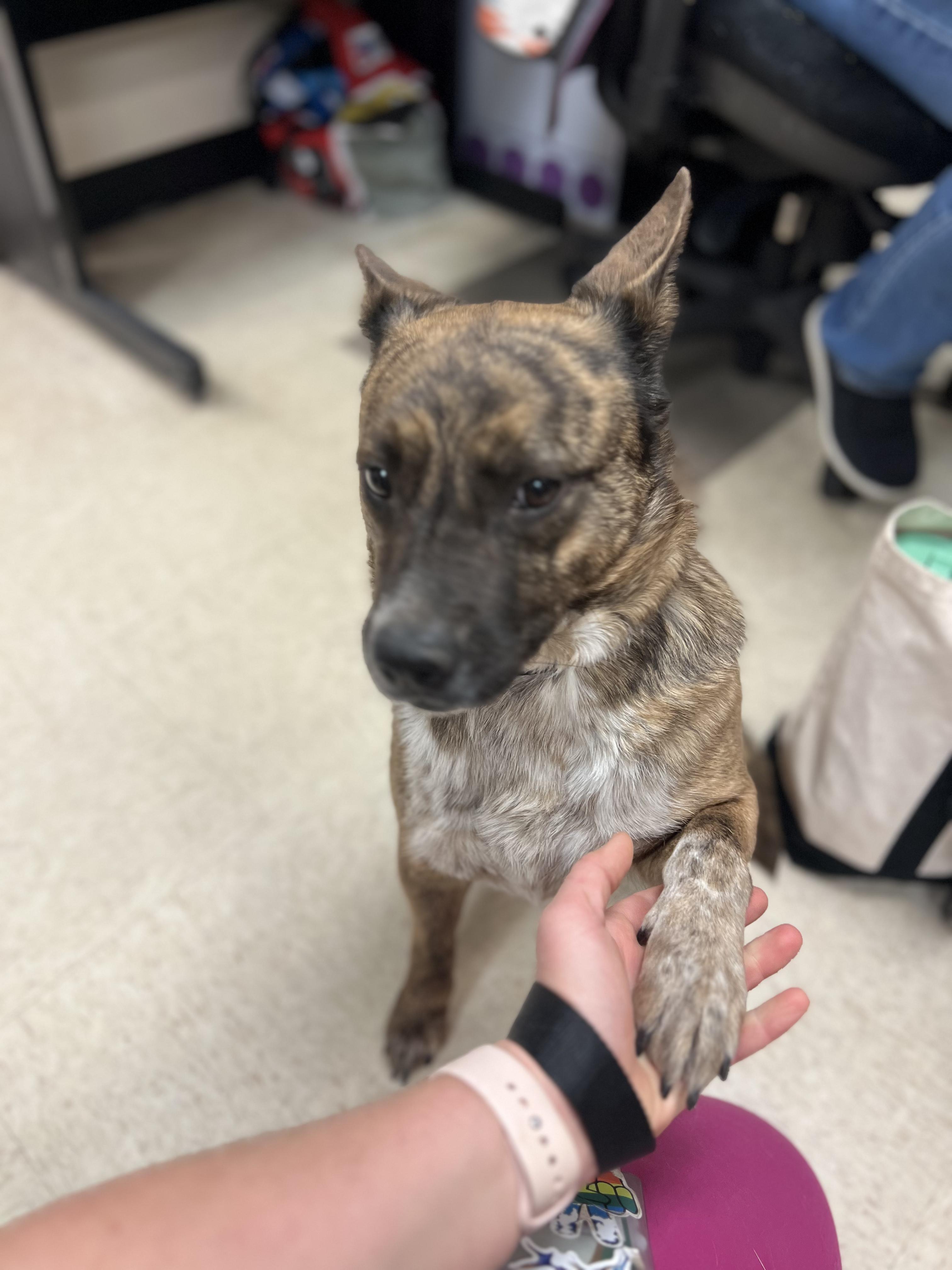 Enlarge Greta, a ADOPTABLE mixed breed in Fort Collins, CO image 5/5