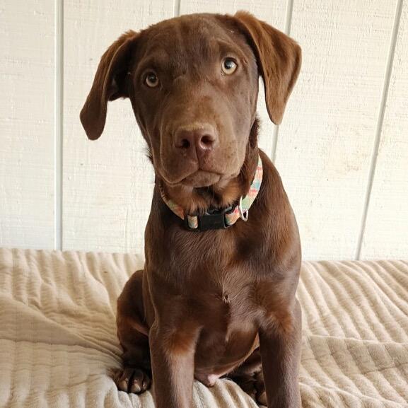 DJ, Adoptable, Young Male Chocolate Labrador Retriever.